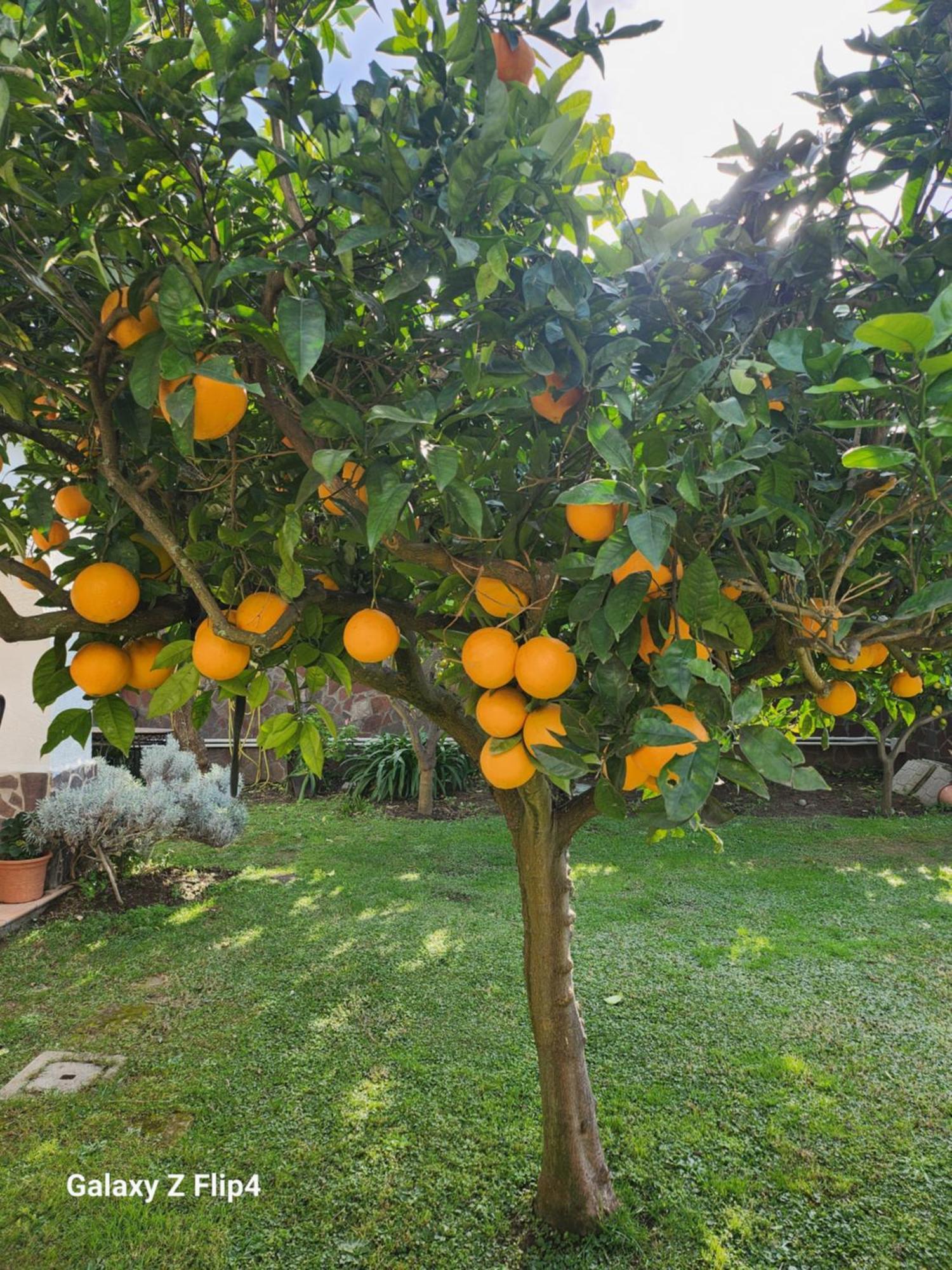 La Limonaia Βίλα Castel Volturno Εξωτερικό φωτογραφία